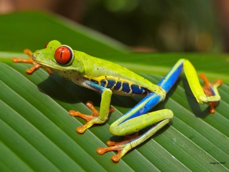 'Eat the Frog' and 4 Other Ways to Prioritize the Tasks That Matter Most